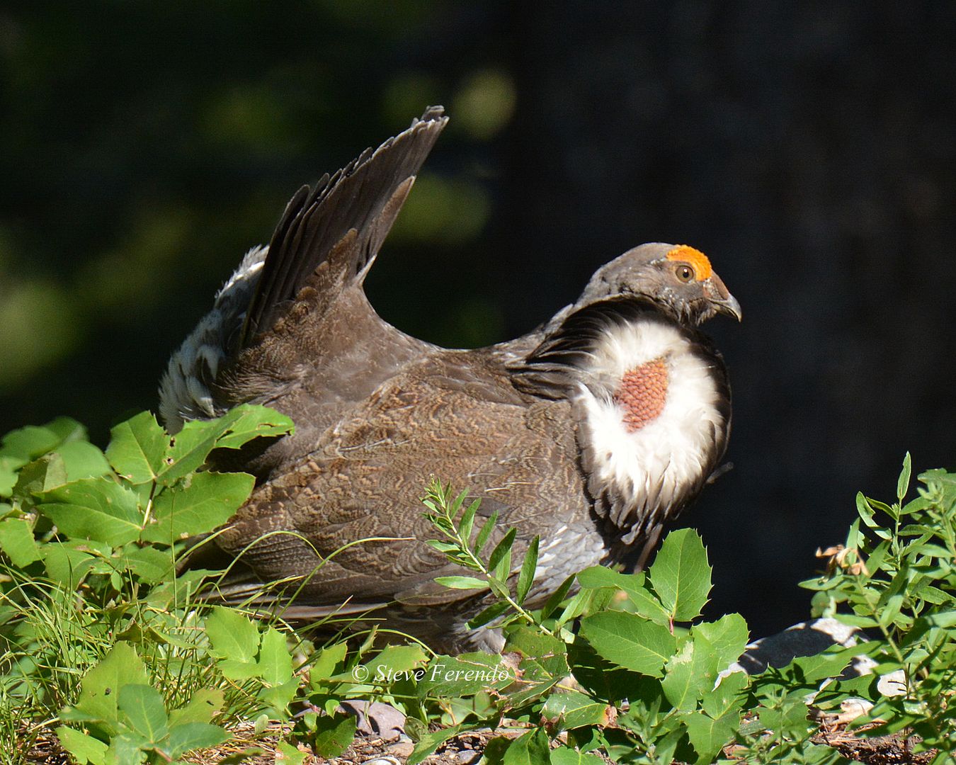 "Natural World" Through My Camera: Birds from Wyoming-Part Two